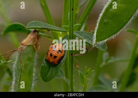 Larve de coccinelles orange avec motif noir sur une feuille. Banque D'Images