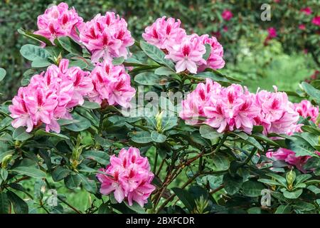 Rose Rhododendron Furnivalls fille arbustes fleuris dans le jardin Banque D'Images