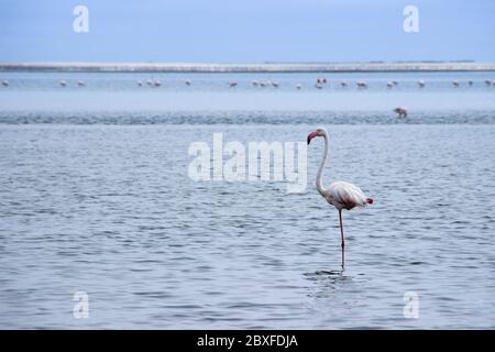 Un énorme troupeau de flamants roses élégants à la recherche de mollusques dans les eaux froides de l'océan Atlantique en Afrique Banque D'Images