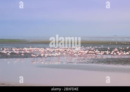 Un énorme troupeau de flamants roses élégants à la recherche de mollusques dans les eaux froides de l'océan Atlantique en Afrique Banque D'Images