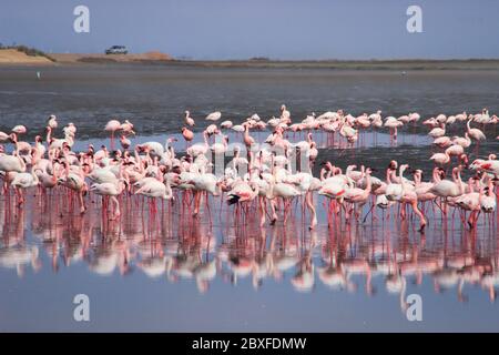 Un énorme troupeau de flamants roses élégants à la recherche de mollusques dans les eaux froides de l'océan Atlantique en Afrique Banque D'Images