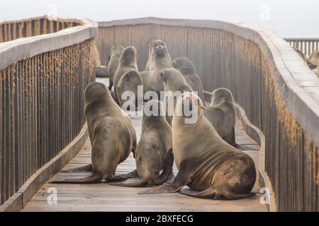 De mignons phoques se sont mis à l'eau sur les rives de l'océan Atlantique en Namibie. Cape Cross Banque D'Images