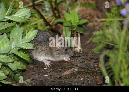 Rat brun (Rattus norvegicus) se nourrissant sous la pluie dans un environnement de jardin, Royaume-Uni Banque D'Images