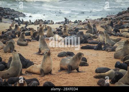 De mignons phoques se sont mis à l'eau sur les rives de l'océan Atlantique en Namibie. Cape Cross Banque D'Images