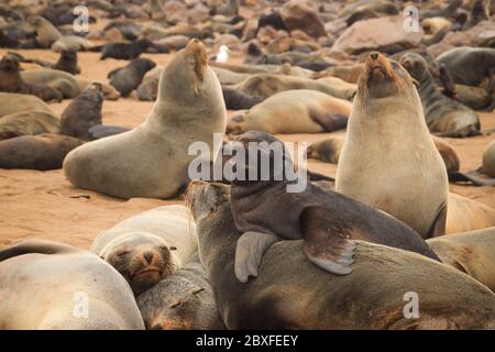 De mignons phoques se sont mis à l'eau sur les rives de l'océan Atlantique en Namibie. Cape Cross Banque D'Images