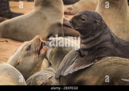 De mignons phoques se sont mis à l'eau sur les rives de l'océan Atlantique en Namibie. Cape Cross Banque D'Images