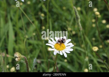 Abeille sur fleur Banque D'Images