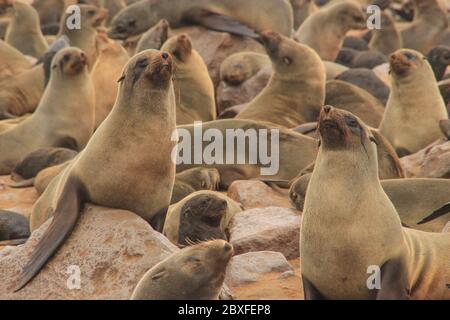 De mignons phoques se sont mis à l'eau sur les rives de l'océan Atlantique en Namibie. Cape Cross Banque D'Images