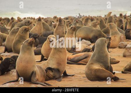 De mignons phoques se sont mis à l'eau sur les rives de l'océan Atlantique en Namibie. Cape Cross Banque D'Images