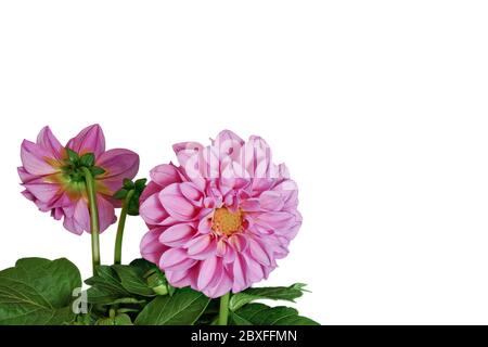 Dahlia de l'avant et du dos sur un fond blanc petit Banque D'Images