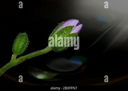 Bouton de géranium ultraviolet avec reflets colorés sur fond noir. Banque D'Images