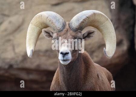 Mouflon de Bighorn 25 décembre 2018 Musée du désert de Sonoran Arizona, Tucson Banque D'Images