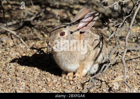 Desert Cottontail 28 décembre 2018 Gilbert Water Ranch, Phoenix, Arizona Banque D'Images