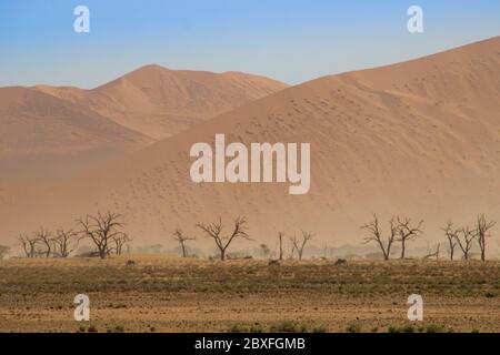 Paysage d'orange sec déserté de Namibie et troupeau de pâturage d'antilope en arrière-plan Banque D'Images