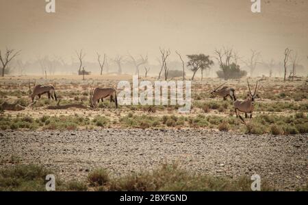 Oryx ou antilope avec de longues cornes dans le désert du Namib, Namibie, Afrique. Banque D'Images