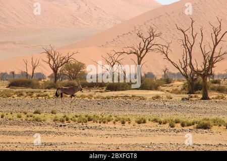 Oryx ou antilope avec de longues cornes dans le désert du Namib, Namibie, Afrique. Banque D'Images