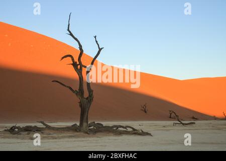 Mort Vlei dans la partie sud du désert du Namib, dans le parc national Namib-Nacluft en Namibie. Sossusvlei Banque D'Images