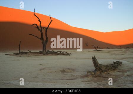 Mort Vlei dans la partie sud du désert du Namib, dans le parc national Namib-Nacluft en Namibie. Sossusvlei Banque D'Images