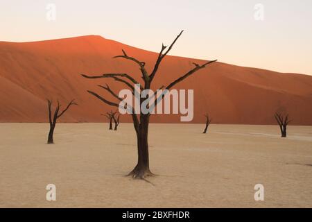 Mort Vlei dans la partie sud du désert du Namib, dans le parc national Namib-Nacluft en Namibie. Sossusvlei Banque D'Images