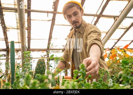 Jeune homme barbu sérieux en chapeau travaillant dans l'orangerie et examinant les feuilles de plantes Banque D'Images