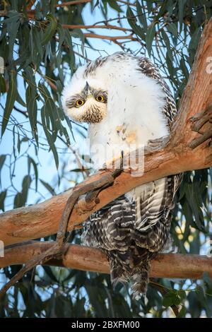 Un jeune hibou puissant obtient une perspective différente. Banque D'Images