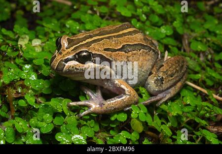 Grenouille des marais à rayures Banque D'Images