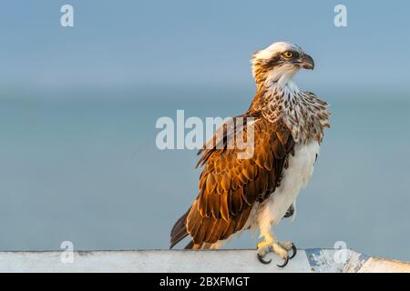 Osprey (pandion haliatus) assis sur une main courante avec l'océan en arrière-plan Banque D'Images