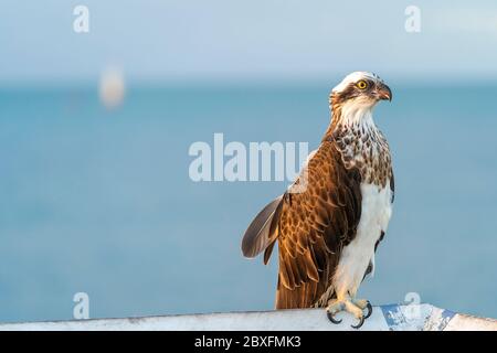 Osprey (pandion haliatus) assis sur une main courante avec l'océan en arrière-plan Banque D'Images