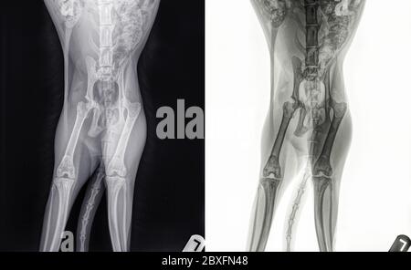 Rayons X d'un chat avec une fracture pelvienne avec des fragments lâches, grenaille ventro-dorsale. La lettre L indique le côté gauche du chat Banque D'Images