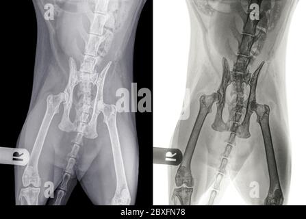 Radiographie numérique d'un chat présentant une dysplasie de la hanche dans l'articulation de la hanche gauche. Vue ventro-dorsale. La lettre R indique le côté droit du chat. Banque D'Images