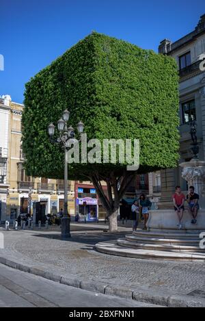 vue d'un arbre cubique sur la nouvelle place (plaza nueva) à séville, espagne. Banque D'Images