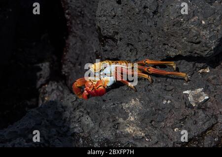 Sally Lightfoot Crab dans le port de Puerto Ayora sur Santa Cruz aux îles Galapagos.