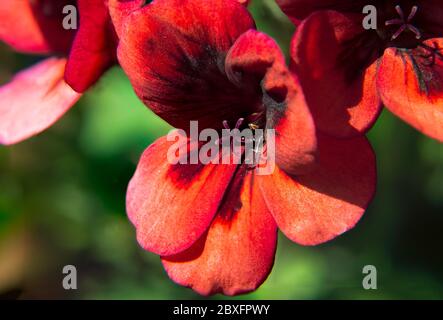 Fleur rouge close up Banque D'Images