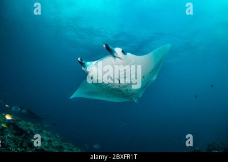 Manta ray nager sous l'eau dans la nature, parmi les récifs coralliens dans les eaux bleu clair/turquoise. Poissons tropicaux en arrière-plan
