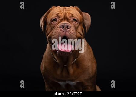 Photo Studio du souverain français Dogue de Bordeaux Banque D'Images