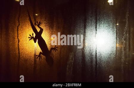 Silhouette de lézard sur la fenêtre fenêtre Foggy Window la nuit contre les lumières de rue blanches et orange en arrière-plan Banque D'Images