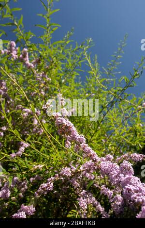 Buddleja pleurant lors d'un jour d'été ensoleillé dans un jardin urbain au ciel bleu, Londres, Angleterre, Royaume-Uni Banque D'Images