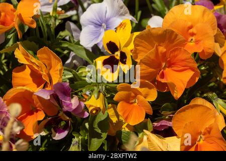 Pansies colorées qui poussent dans un jardin urbain londonien Banque D'Images