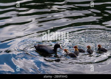 Oiseaux de coot - adultes et poussins Banque D'Images