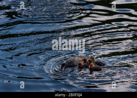 Oiseaux de coot - adultes et poussins Banque D'Images