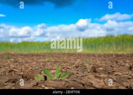 Une petite plante verte émerge d'un sol fissuré et sec dans un champ contenant de l'orge barbu, Banque D'Images