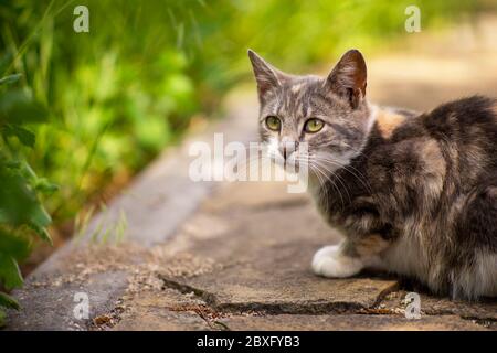 Joli portrait de jeune chat de frêne dans le jardin près de l'herbe verte. Banque D'Images