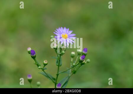 Une fleur d'Aster pourpre solitaire avec des bourgeons dans le jardin. Banque D'Images