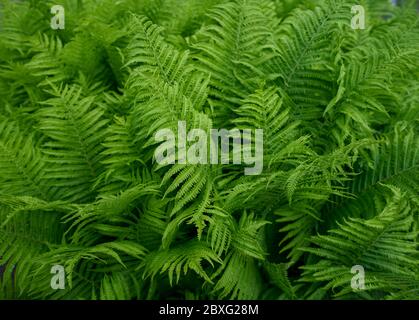 Matteuccia struthiopteris ostrich fern fougdlehead fern shuttlecock fern Banque D'Images