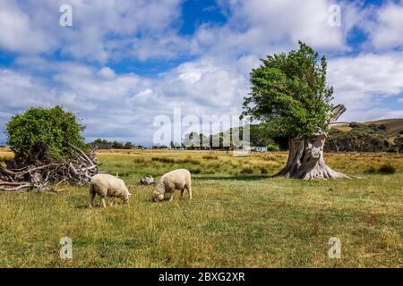 Troupeau de moutons près de la plage de Wharariki dans le parc national. Nelson, Île du Sud, Nouvelle-Zélande. Banque D'Images