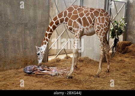 Les girafes maternelles appellent leur jeune enfant après la naissance. Banque D'Images