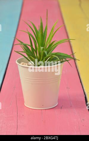 Acuminez les arbres dans un petit seau sur la table dans le jardin. Banque D'Images