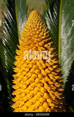 La structure de reproduction d'un Cycad. La structure de reproduction est intitulé un strobile ou cône. Banque D'Images