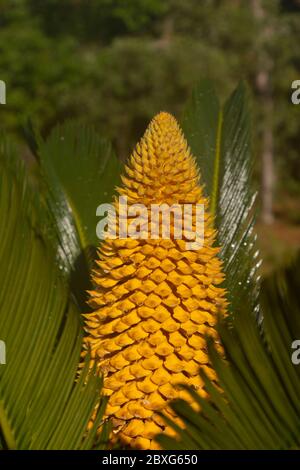 La structure de reproduction d'un Cycad. La structure de reproduction est intitulé un strobile ou cône. Banque D'Images