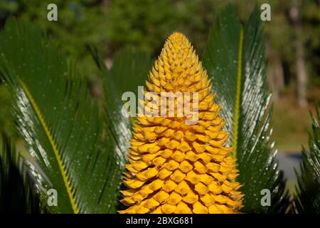 La structure de reproduction d'un Cycad. La structure de reproduction est intitulé un strobile ou cône. Banque D'Images